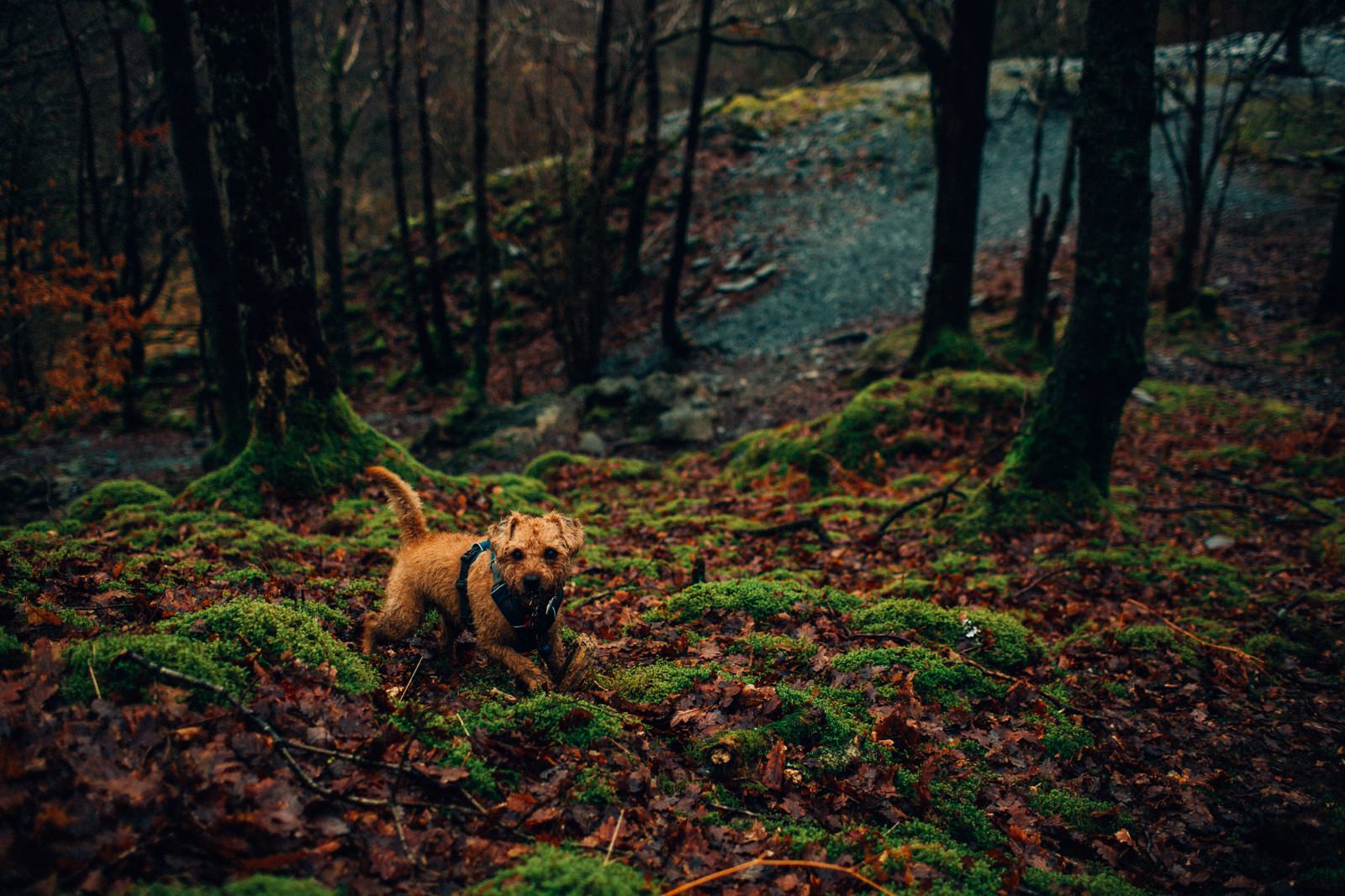 dog looking straight at the camera standing on mossy ground on top of the hill